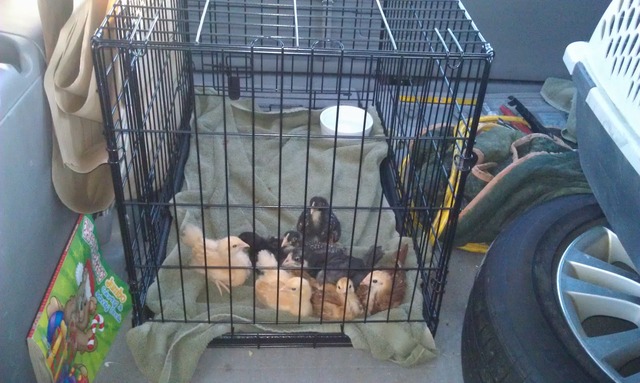 all black chicks chicks home got our babies weve bringing chickens