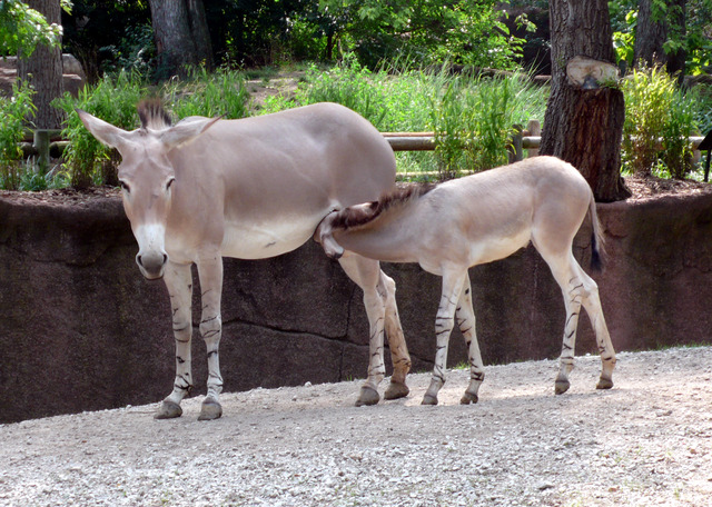 ass pics wikipedia commons ass wild mother somali foal