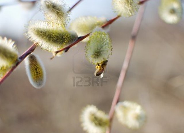 beautiful pussy pictures photo beautiful pussy bee willow flowers leylaa