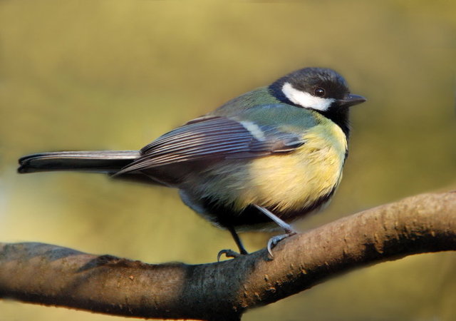 beauty tit pics beautiful art tit corsuse