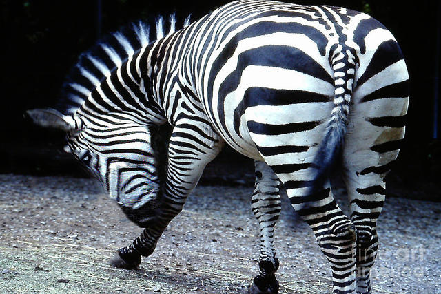 big fine ass large ass featured medium allen zebra merton