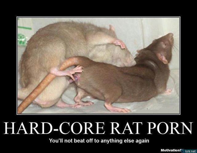 hard porn porn hard core rat
