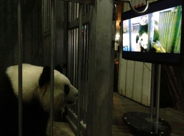 movie panda porn porn after film finally being reluctant pandas mate shown