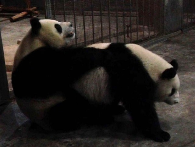 movie panda porn porn after film finally being reluctant pandas mate shown