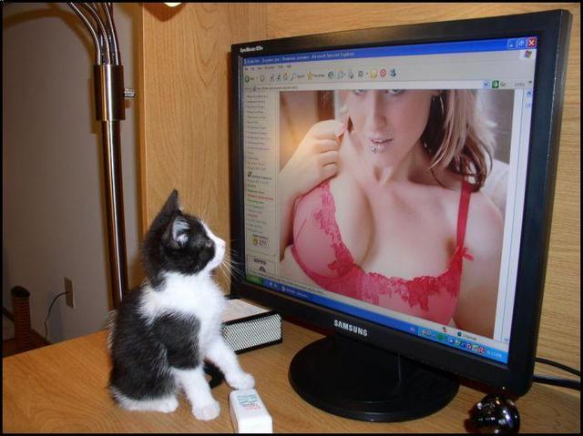 online porn porn kitty