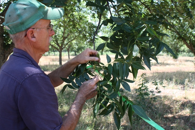 orchard porn march orchard manager royalty rpfimages pecan farms