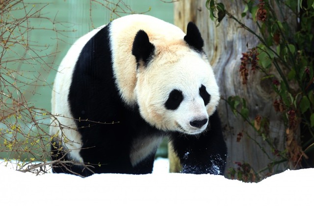 panda movie porn data china pandas tourist
