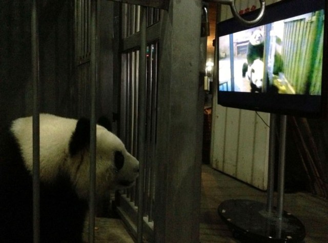 panda movie porn porn after film finally being reluctant pandas mate shown