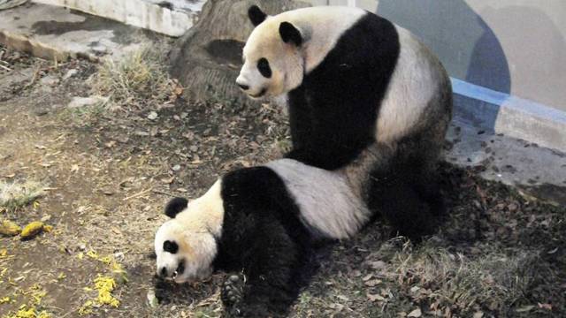 panda movie porn 