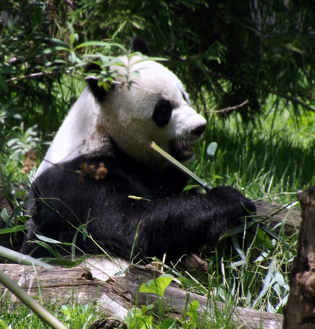 panda porn giant panda