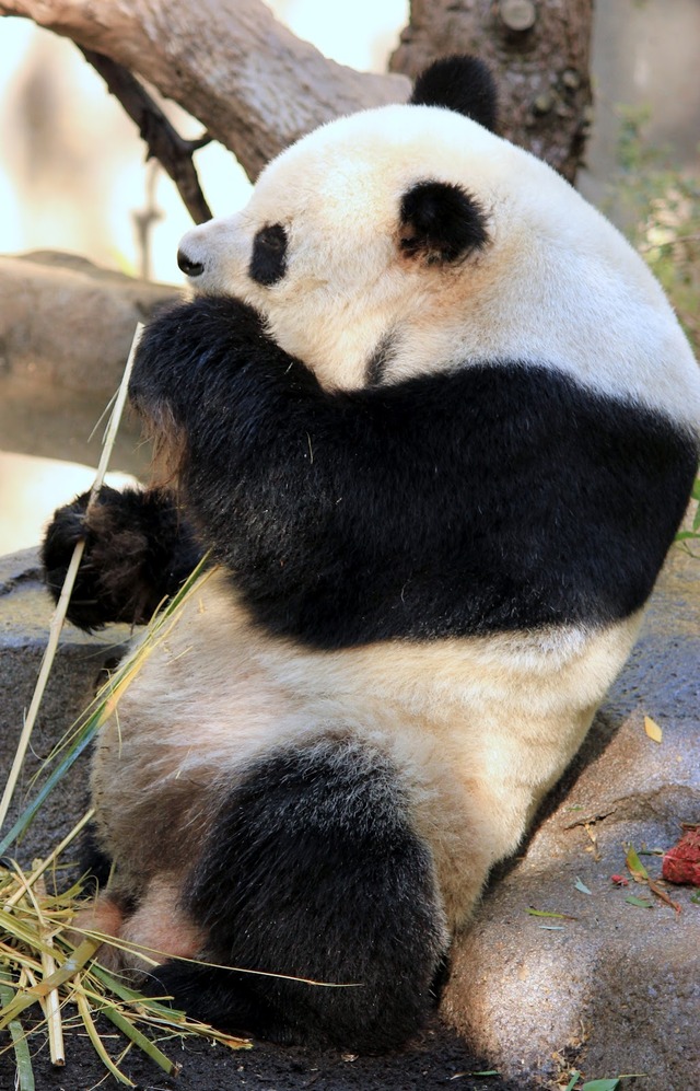 panda porn giant panda