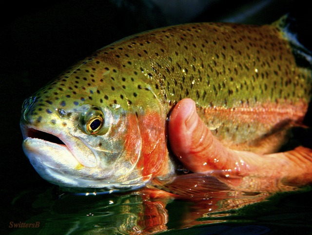 porn label beautiful trout swittersbx midge