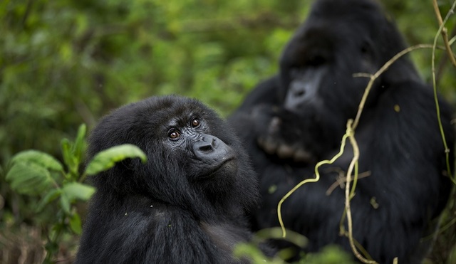 lesbian sex pictures lesbian male when having sexual pleasure have capture relations rejected gorillas researchers primates