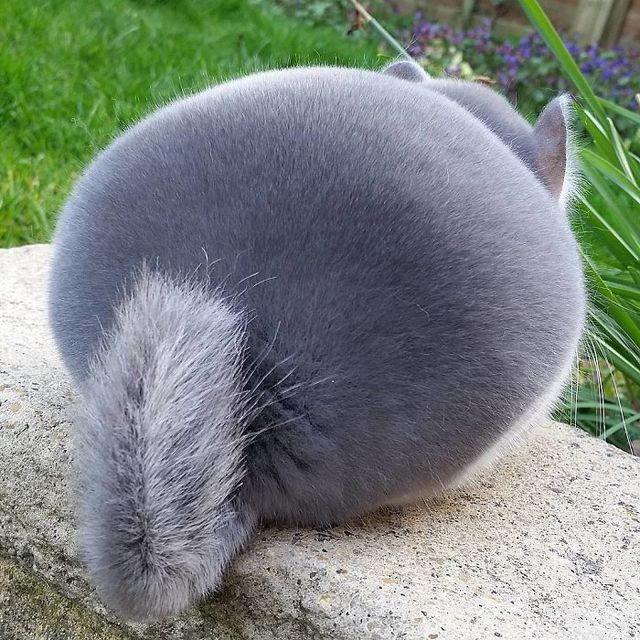 perfect round butt pics round bef perfectly camerons chinchilla chinchillas