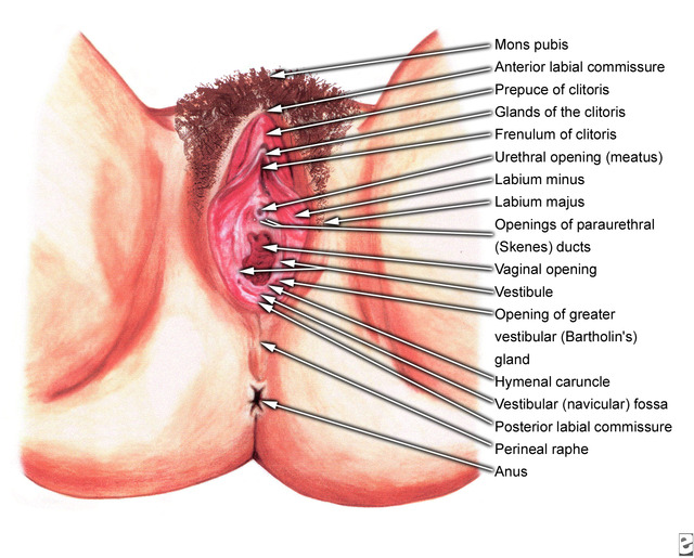 picture of a female pussy world vagina wonderful gynecology emed ckb obstetrics