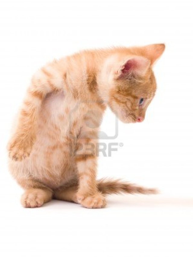 pussy pics photo pussy white background cat isolated expressions igorad tomcat emotions