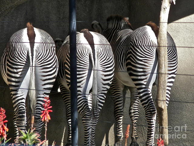 best butts pics large best butts san diego featured medium zoo carol bradley