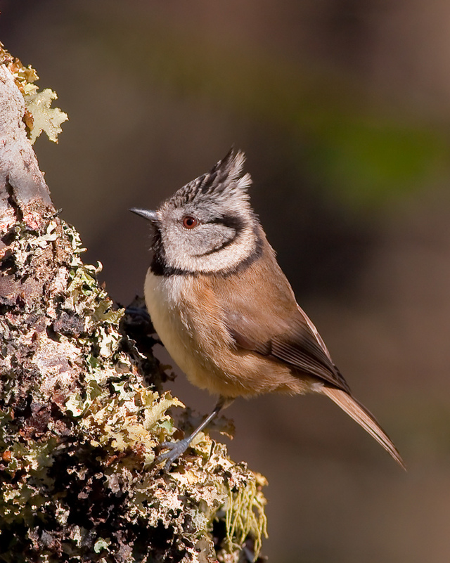 free tit pics wikipedia commons tit scotland bird lophophanes cristatus aviemore