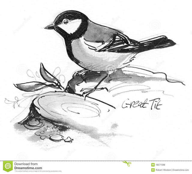 free tit pics free photos great tit stock royalty illustration