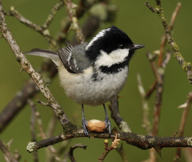 free tit pics wikipedia commons tit coal