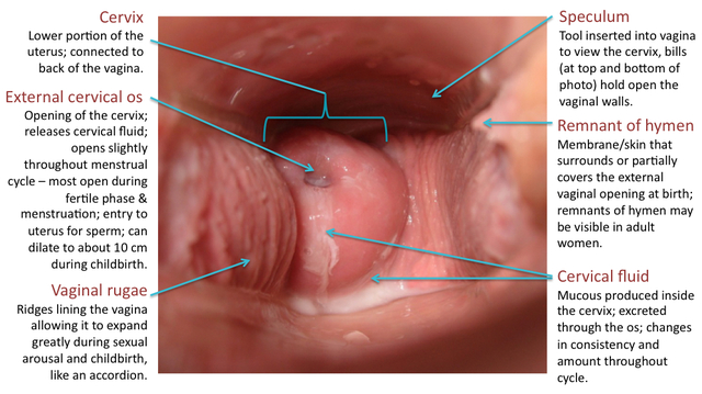 picture of beautiful vagina self without vagina exam suring heading cycle