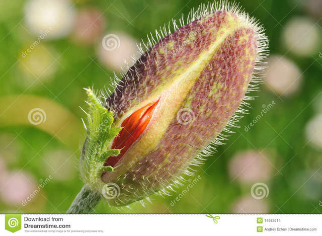 vagina pictures closeup photos close vagina starting bloom poppy bud