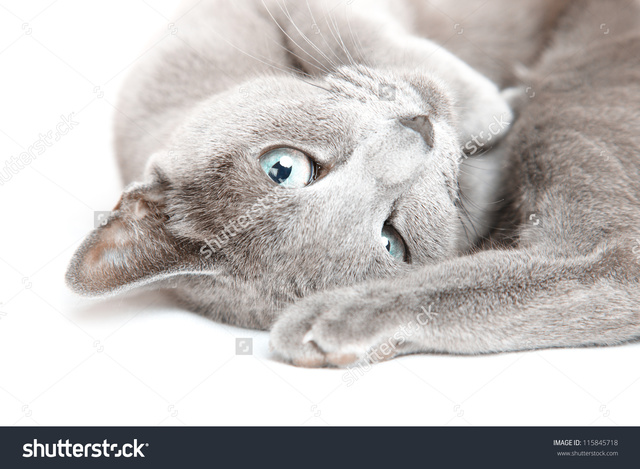 vagina pictures closeup photo pussy pic close stock cat gray laying