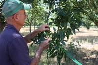 orchard porn rpfimages royalty pecan farms orchard manager march