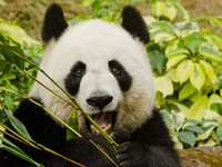 movie panda porn shutterstock meet colin porn watching giant panda