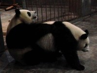 movie panda porn reluctant pandas finally mate after being shown porn film