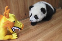 panda movie porn znso panda baby boom china