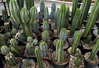 group porn forums attachments botanicals group porn cuttings