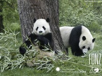 panda porn albums roopeshtalwar pandas
