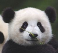 panda porn cute panda threads porn