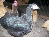 all black chicks albums lildinkem blue roo buff orpington hens orpingtons