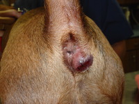 anal pics wikipedia commons anal gland abscess