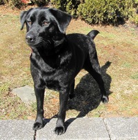 best ebony pics photos best fcaebaa ebony help find forever home