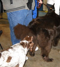 big ass pic ass dog world pets expo