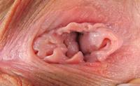 close up pic of a vagina 