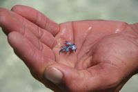 foot fuck pictures glaucus atlanticus