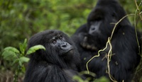 lesbian sex pictures gorillas have pleasure researchers capture primates having lesbian sexual relations when rejected male