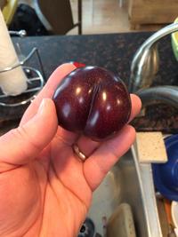 nice ass pictures ains comments faqbo this plum nice ass