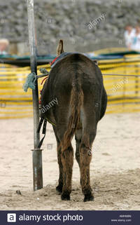 nice ass comp amhm nice ass beach donkey equus asinus coney porthcawl south stock photo
