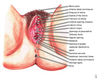 picture of a female pussy emed ckb obstetrics gynecology wonderful world vagina