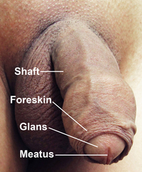 porn images dick wikipedia commons penis labels human