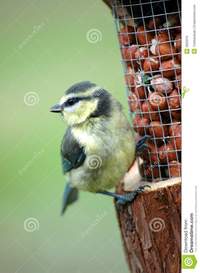 free tit pics baby blue tit royalty free stock