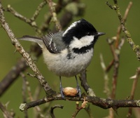 free tit pics wikipedia commons coal tit