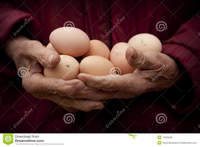 nude granny free pics old granny hands holding fresh eggs royalty free stock photos