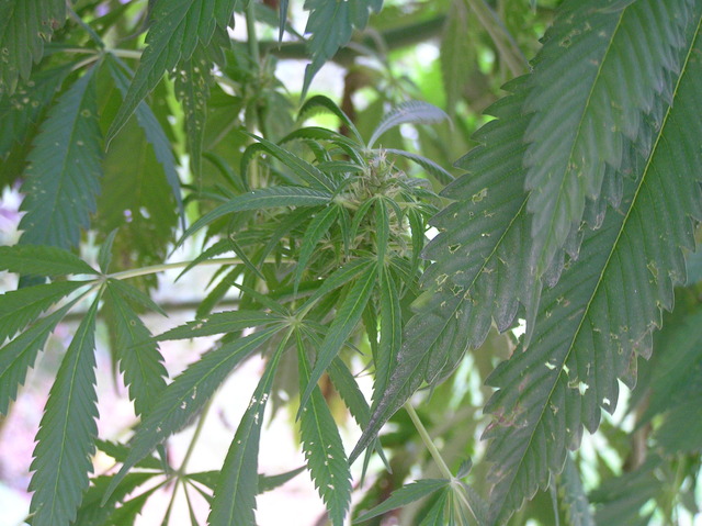 best mature pics attachments mature way best lower indoor growing bud