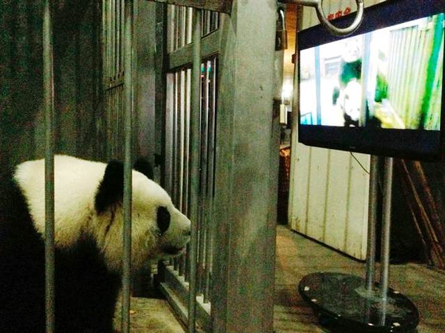 panda porn porn video large streams march giant pets puts mate panda mating mood tdy blocks